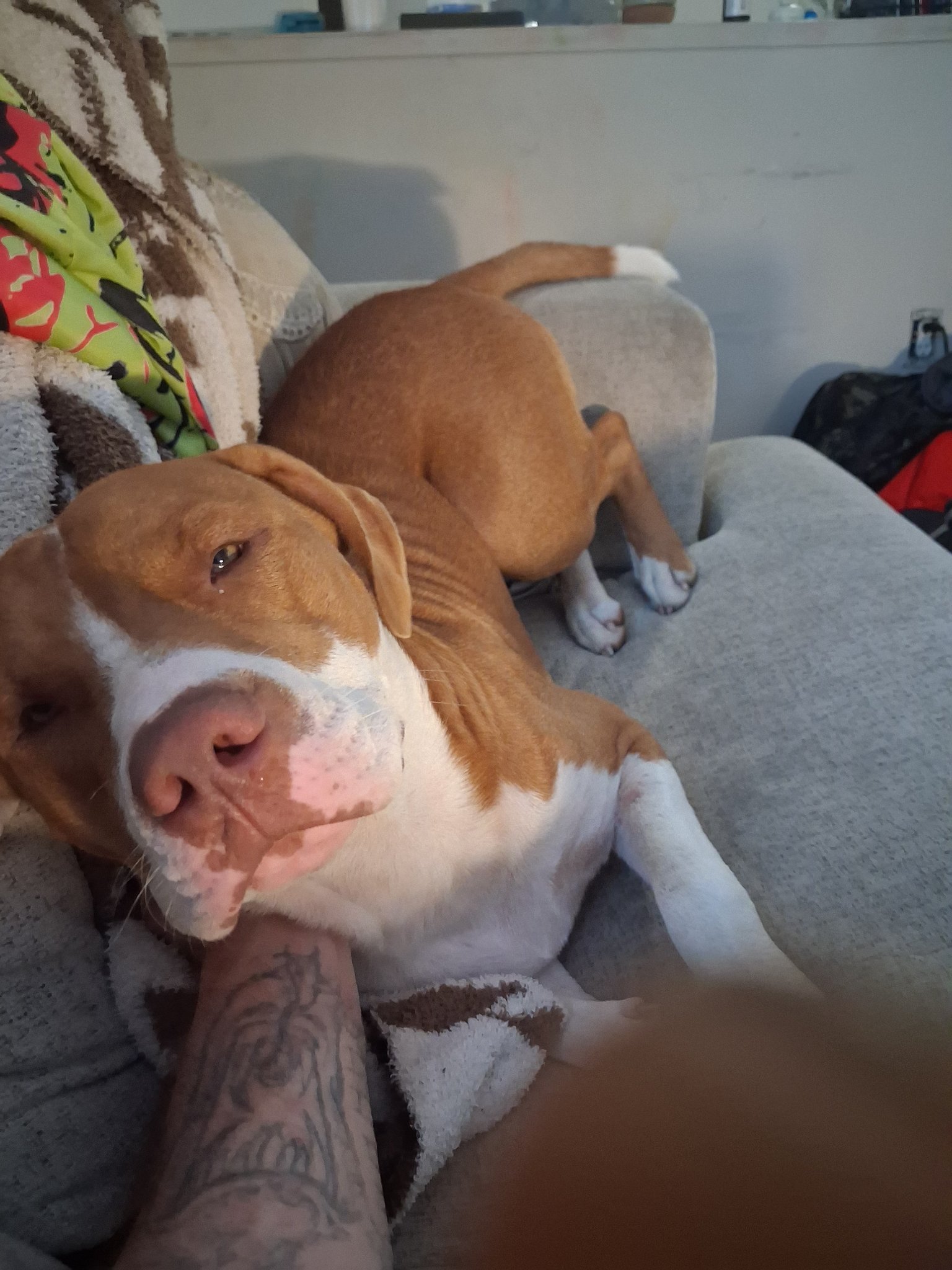 Mushroom holding down the couch